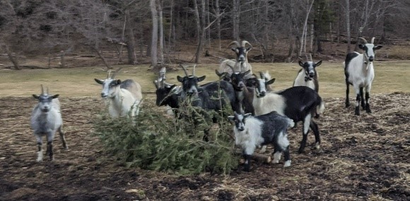 Goats enjoying holiday greens