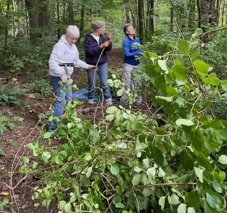 Removing Ferncliff invasives