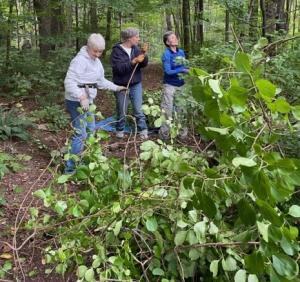 Ferncliff invasives work