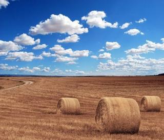 hay