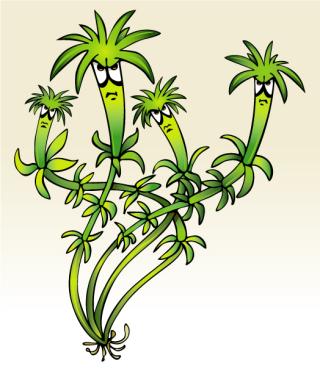 Help us remove invasives at GHTF