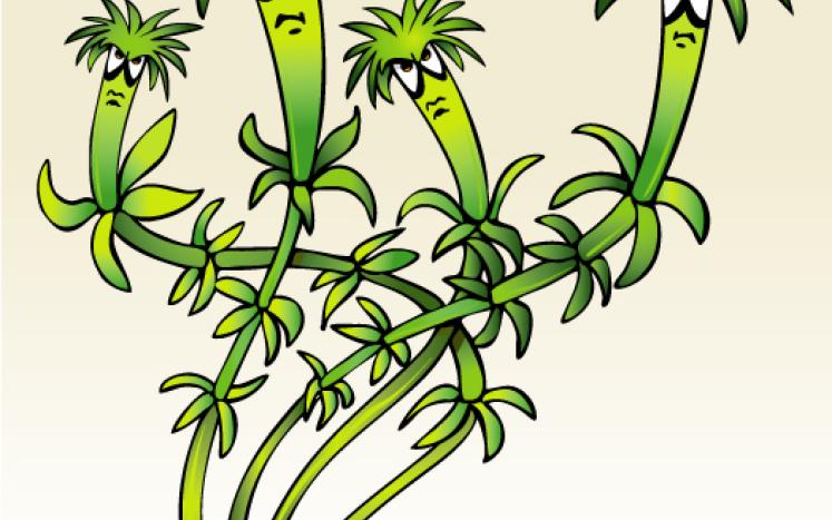 Removing invasives at Longcope Park is a win-win-win!! Join our first service day of the year - March 28th - and help native plants and wildlife!