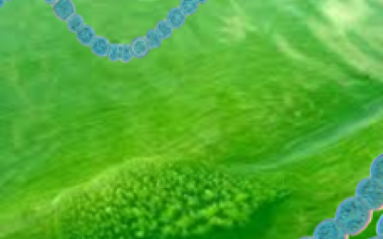 Cyanobacteria